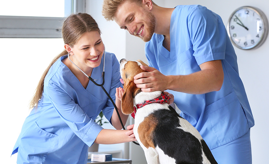 Online Veterinary Assistant from Piedmont Technical College